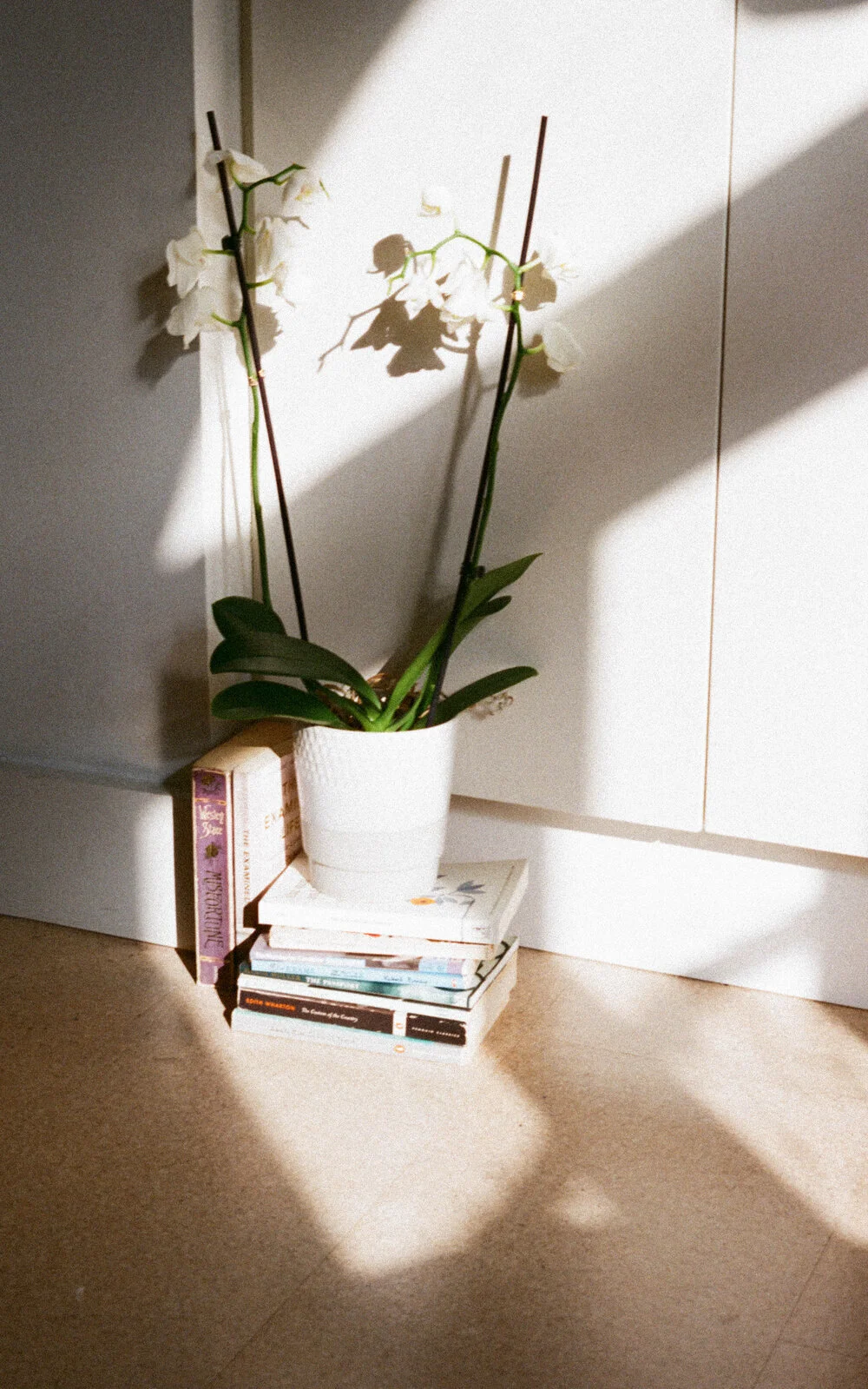 Orchids in Ali’s room, an ode to the many variants found in Cuba.&nbsp;