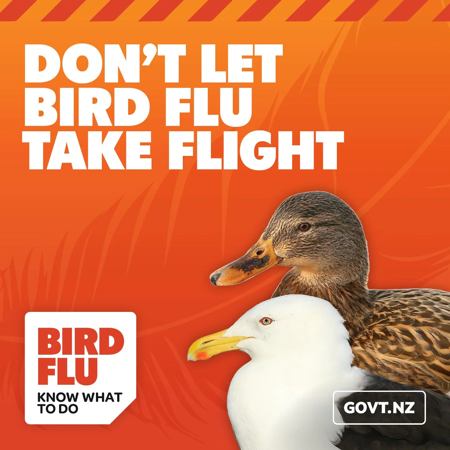 Looking after birdlife in Horowhenua – how you can help 