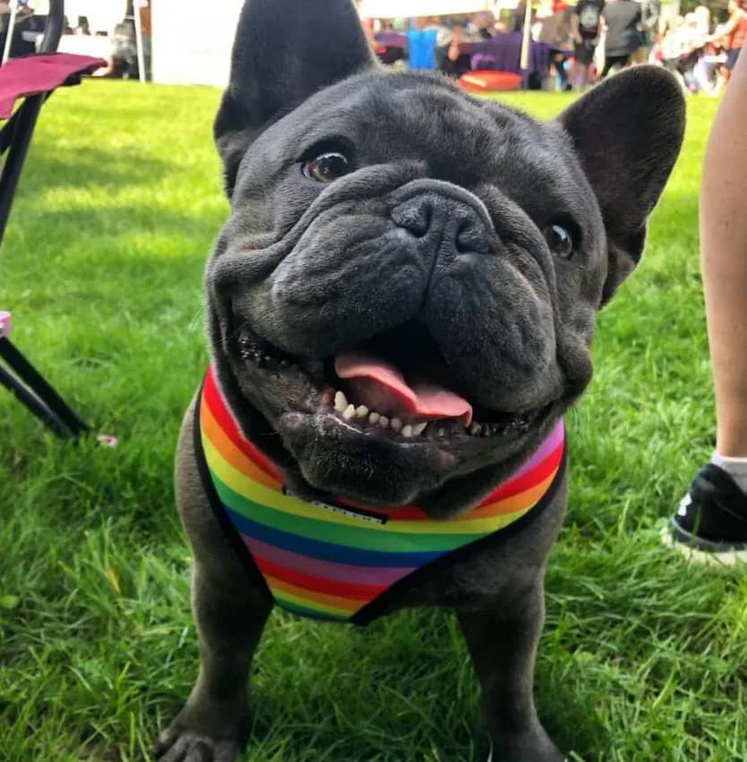 ckc french bulldog