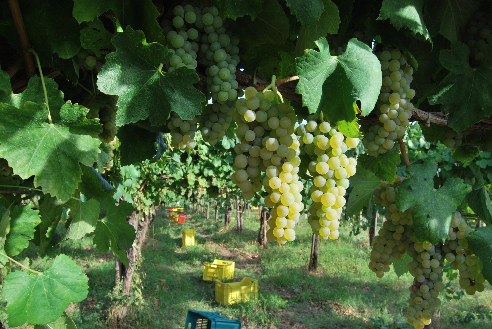 Vendemmia04.jpg