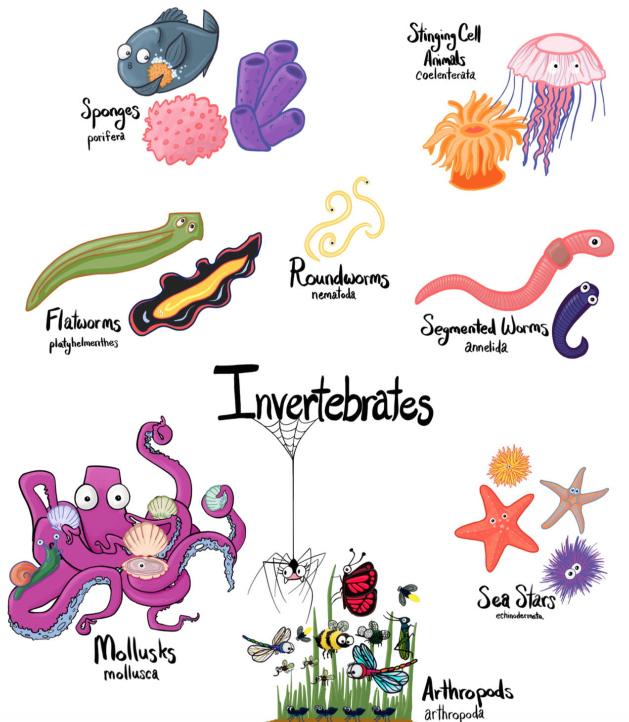Different Types Of Invertebrates SRXQ