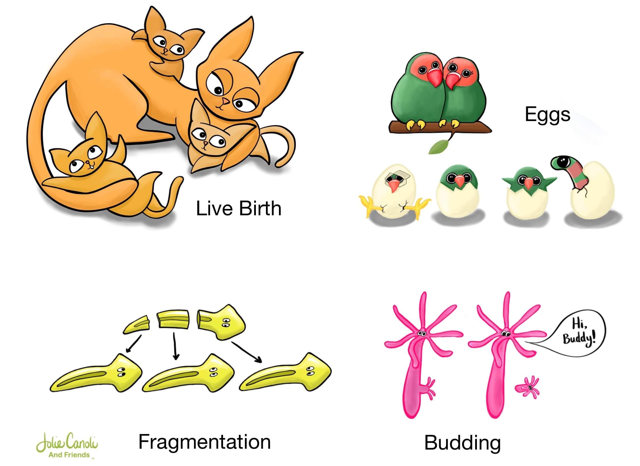 Biology Basics: How Animals Reproduce — Jolie Canoli