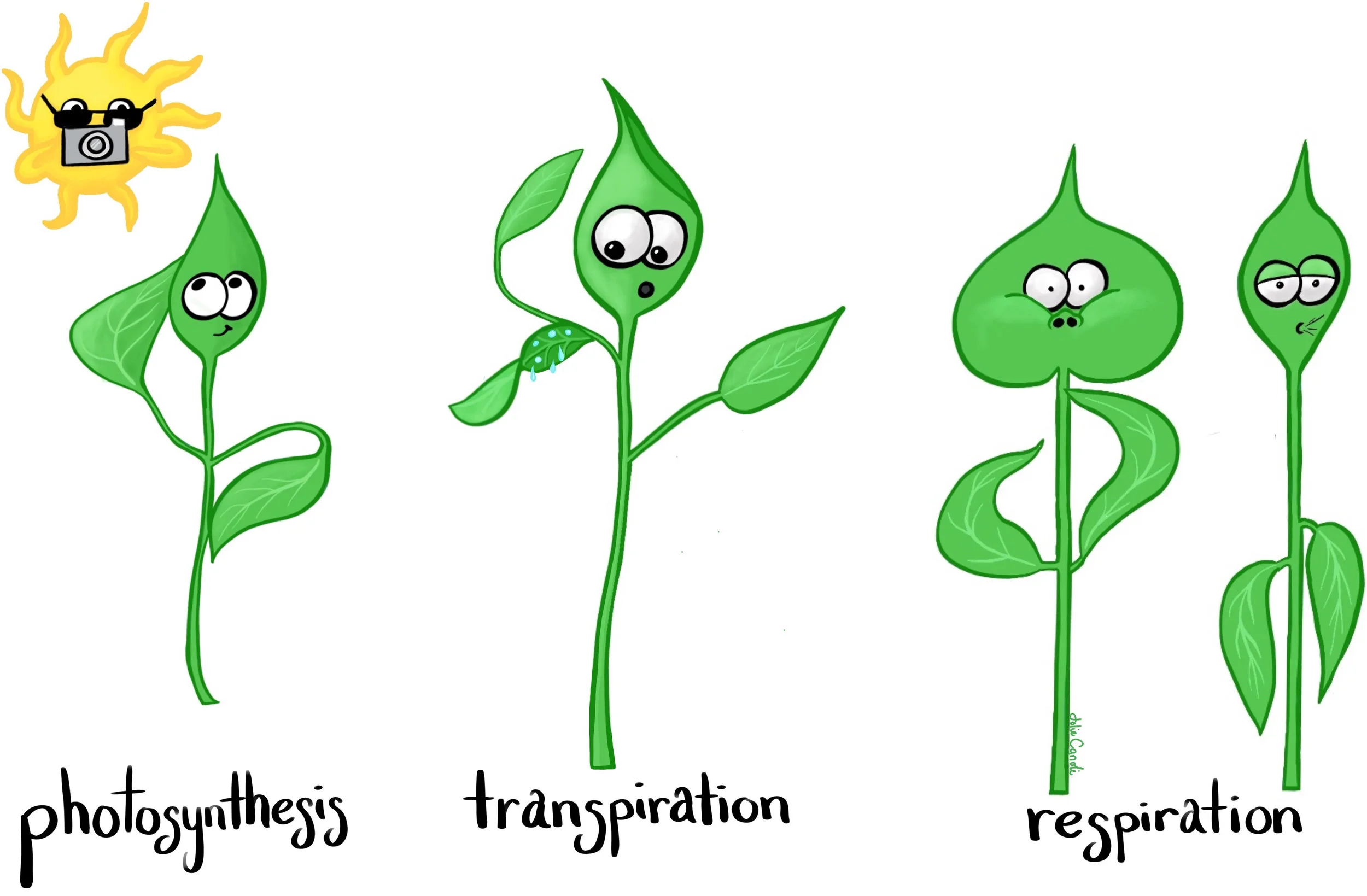 plant-systems.jpg