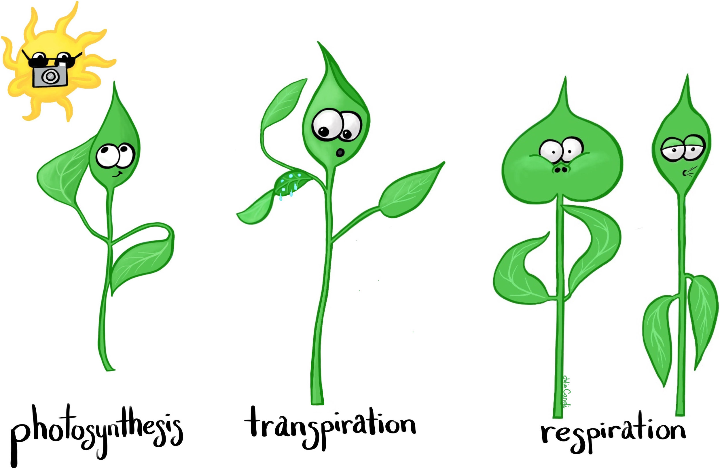 Фотосинтез иконка. Systematics of Plants. Plant respiration. Чевостик раскраска фотосинтез.