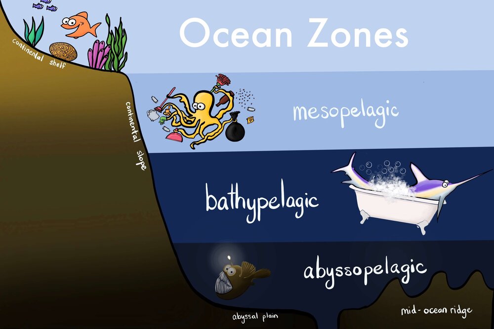 Ocean Zones: Fun Study Guide — Jolie Canoli