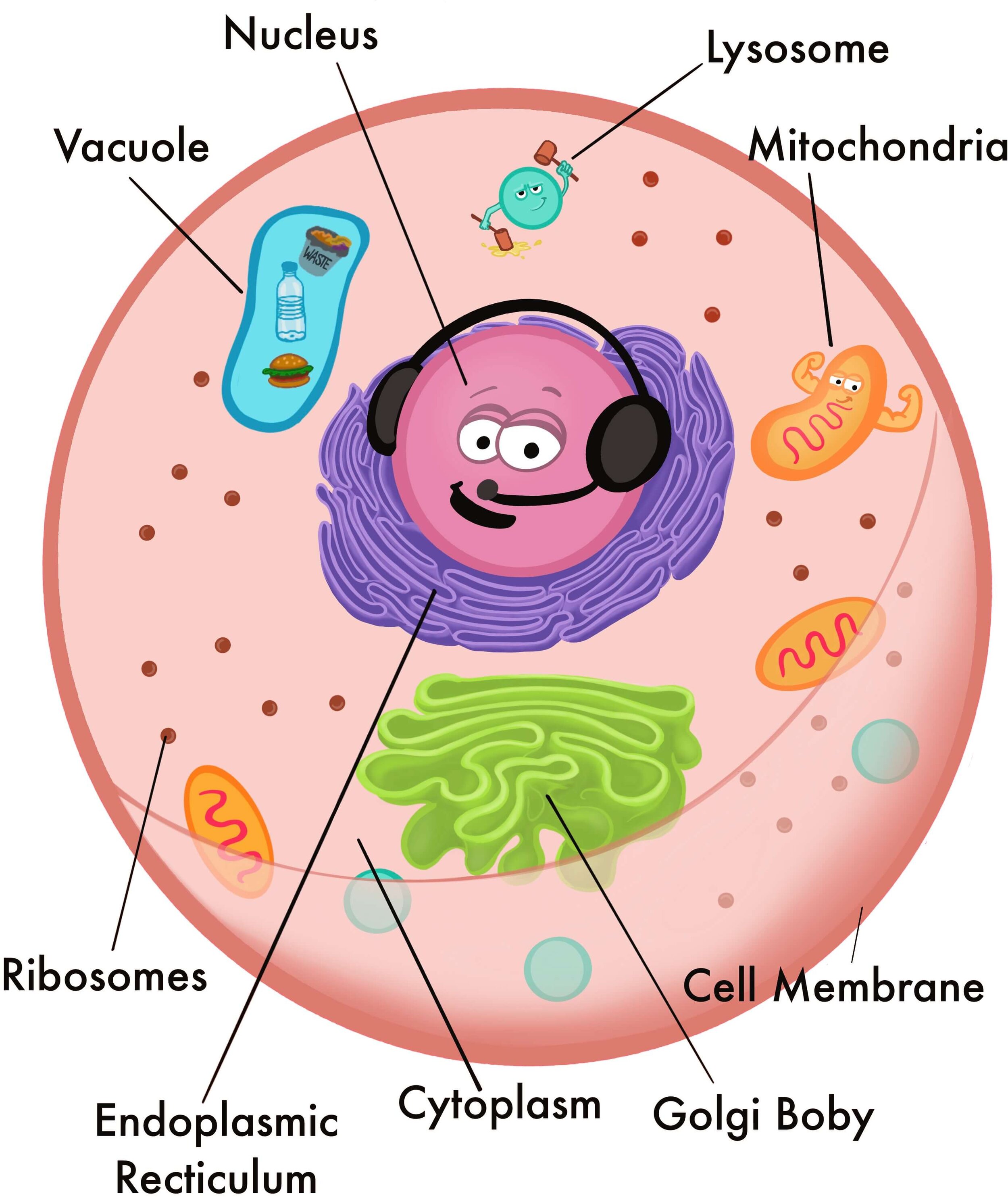 Is Animal Cell Have Vacuole Lab Manual Exercise 1a Some Vacuoles