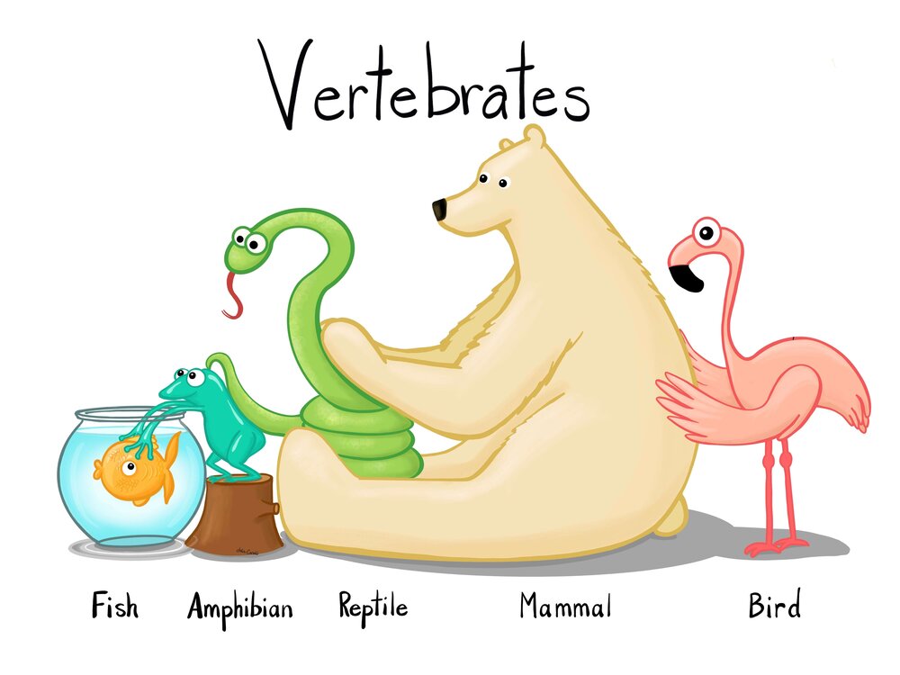 Vertebrates- Animals with Backbones — Jolie Canoli