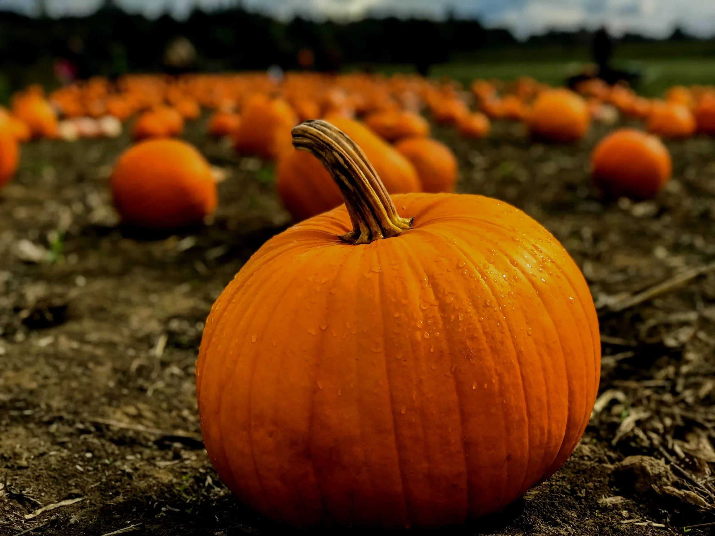 Here’s your guide to Pumpkin Everything— Recipes, Crafts, and Carving
