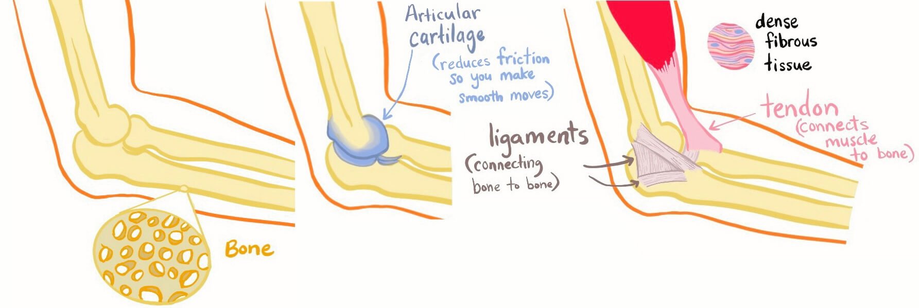 Mivolis Cartilage + Bone + Connective Tissue, 40 pcs 
