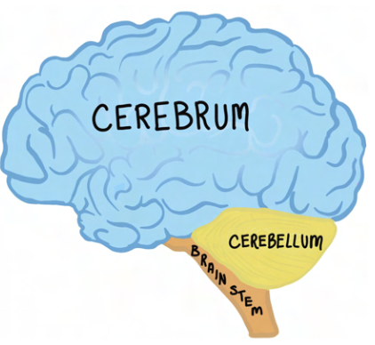 cerebrum, cerebellum and brain stem are 3 major parts of the brain