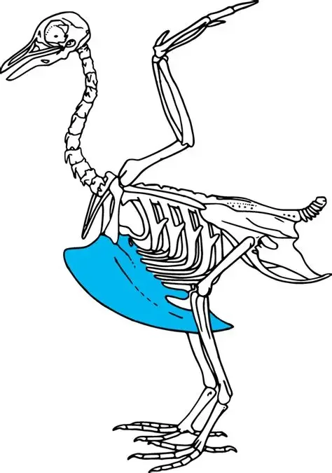 bird skeleton with the keel in blue