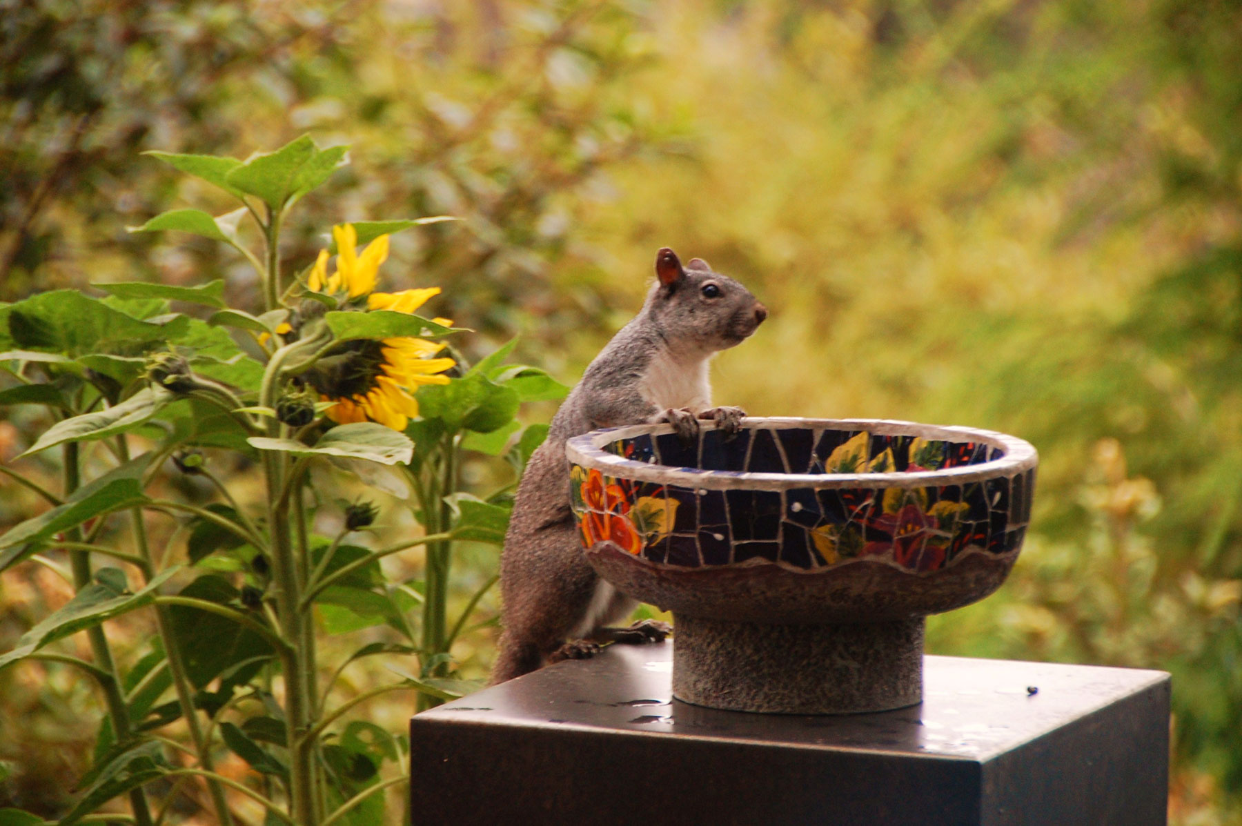 a squirrel peeks into a bird bath