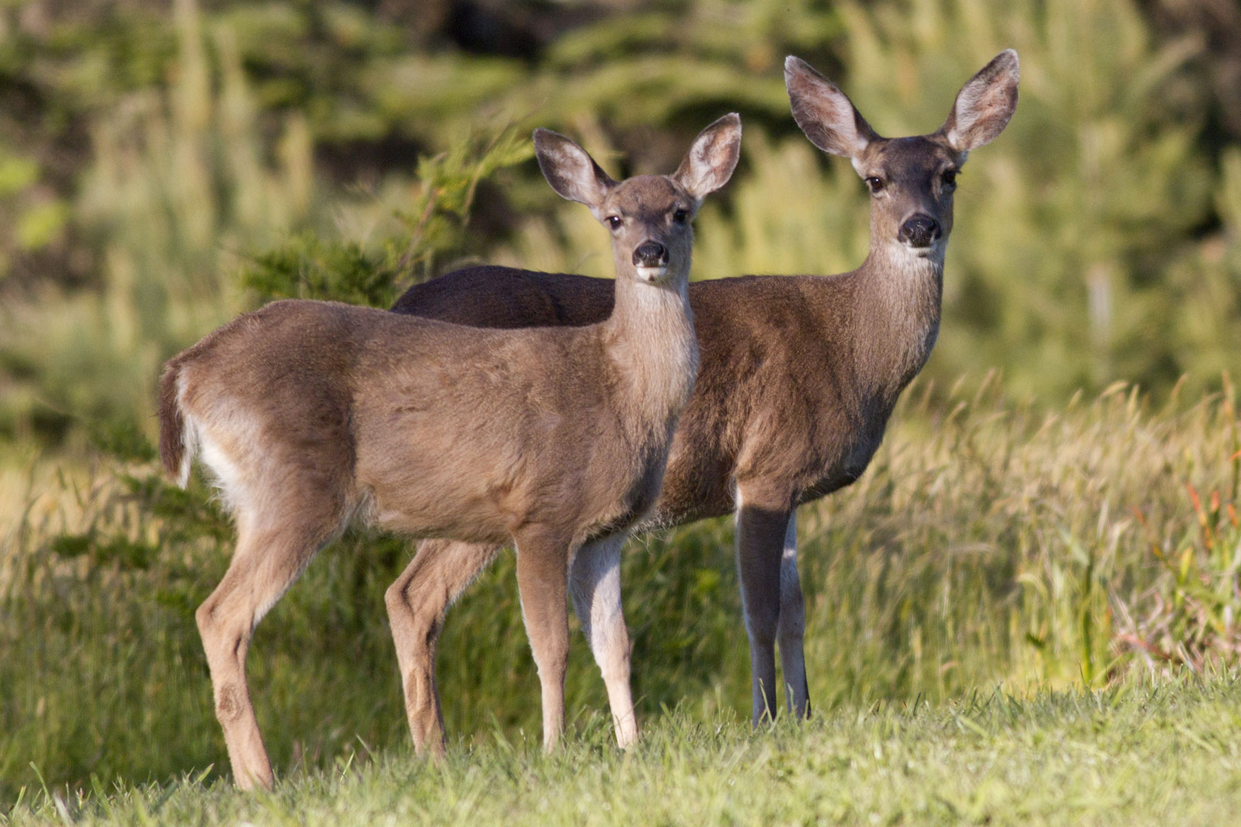 two deer in a meadow
