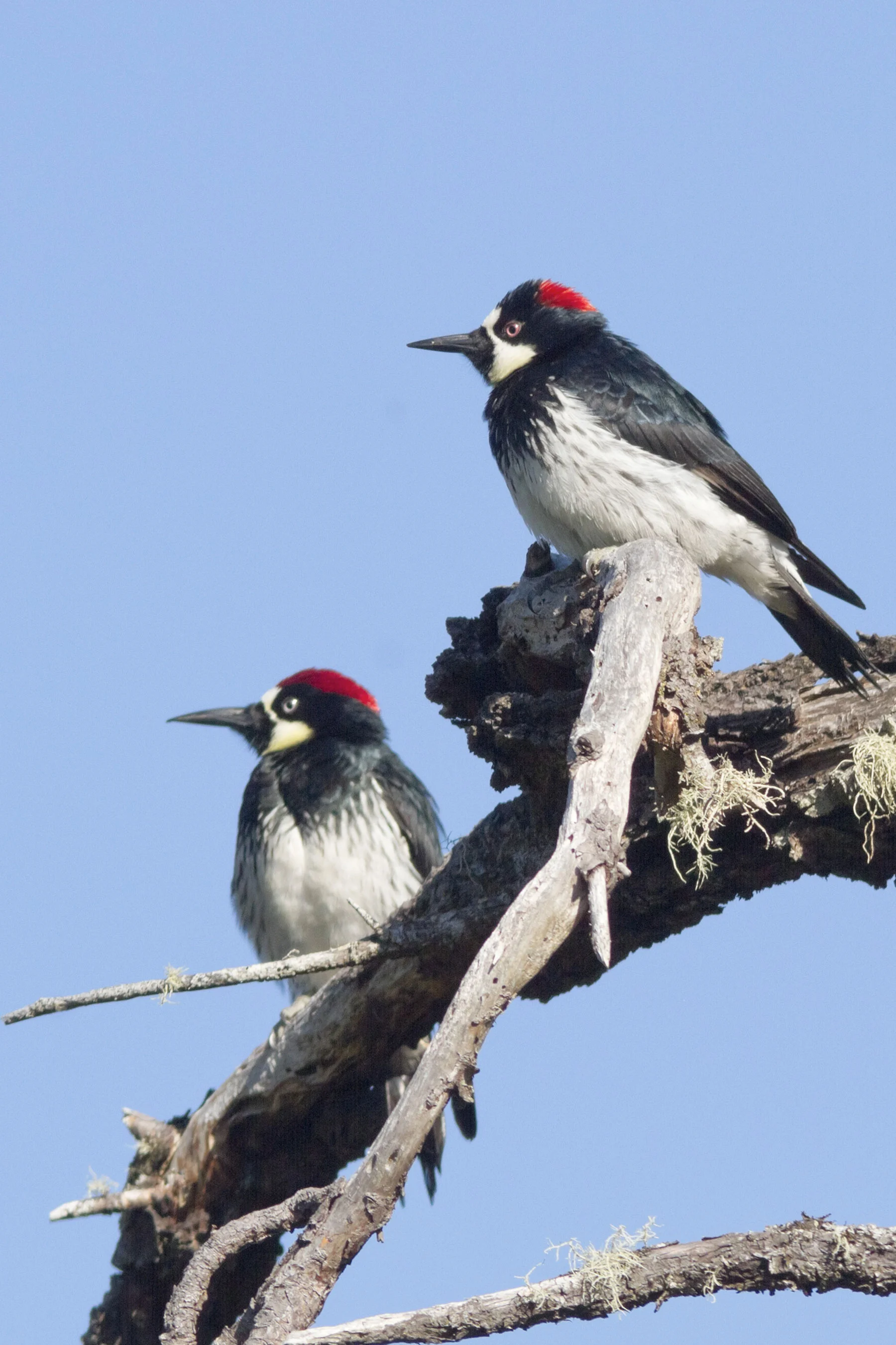 Two woodpeckers on a bare branch with blue sky behind them.