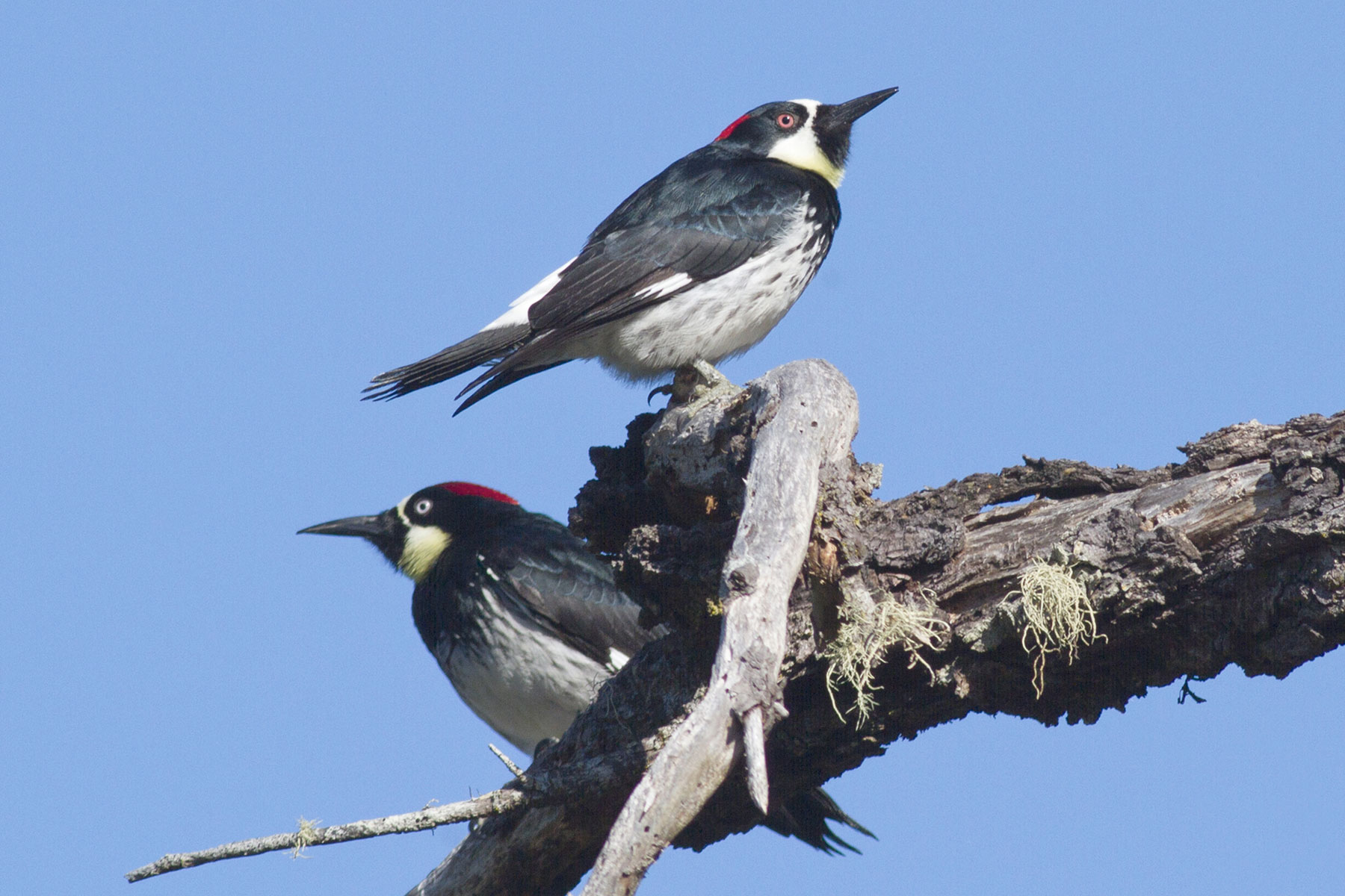 Two woodpeckers sit atop a bare branch with blue sky behind them.