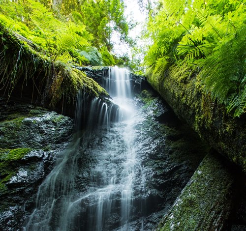 A small waterfall spills over a rocky ledge surrounded by moss and ferns.