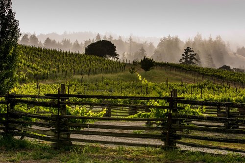 A misty morning view of vineyards behind a rustic wood fence.