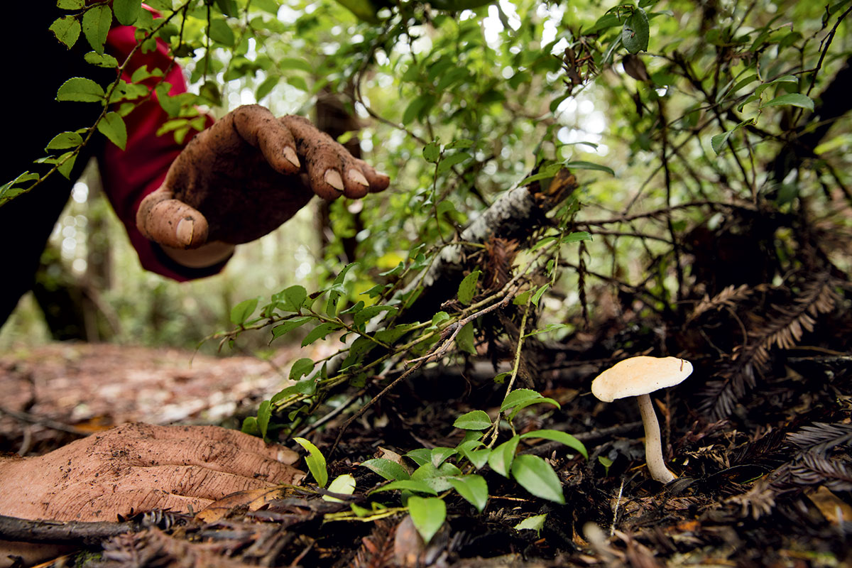 Foraging for mushrooms.jpg