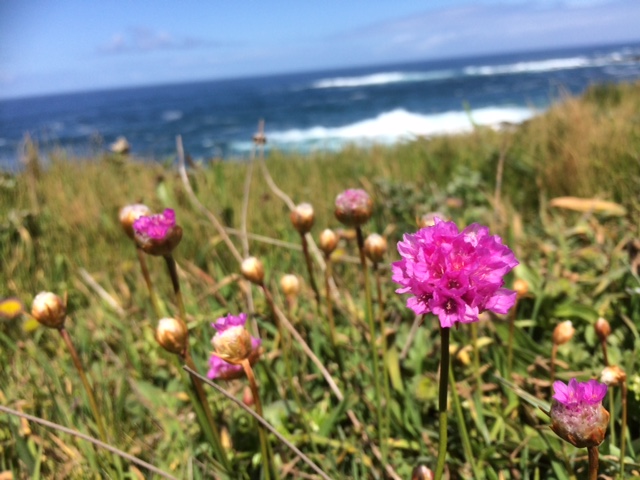 Sea Pink, also called Thrift