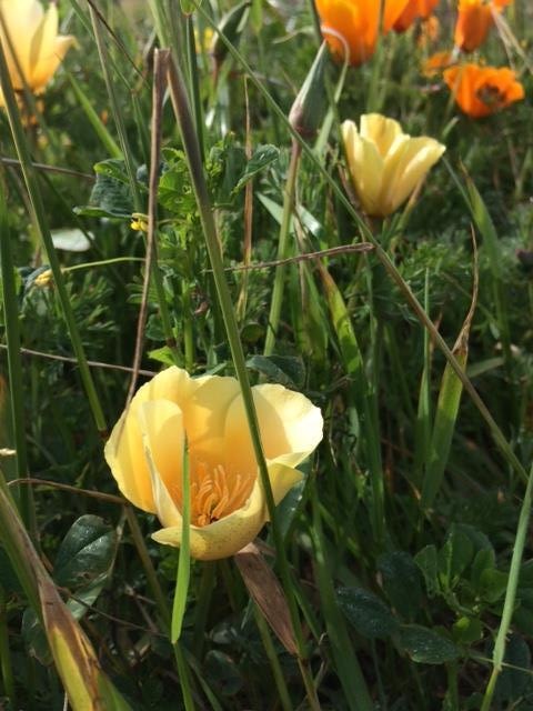 California poppies