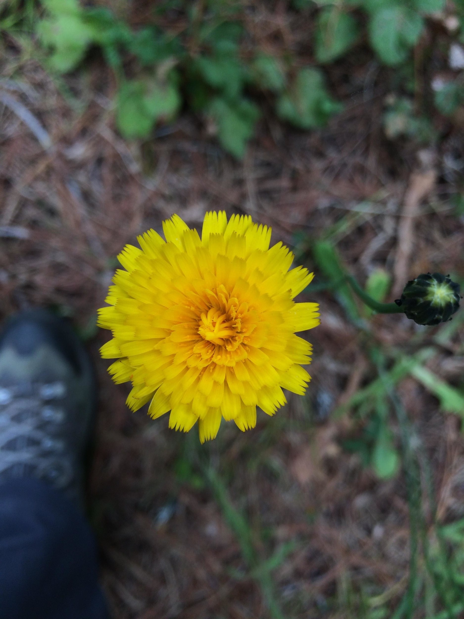 Dandelion