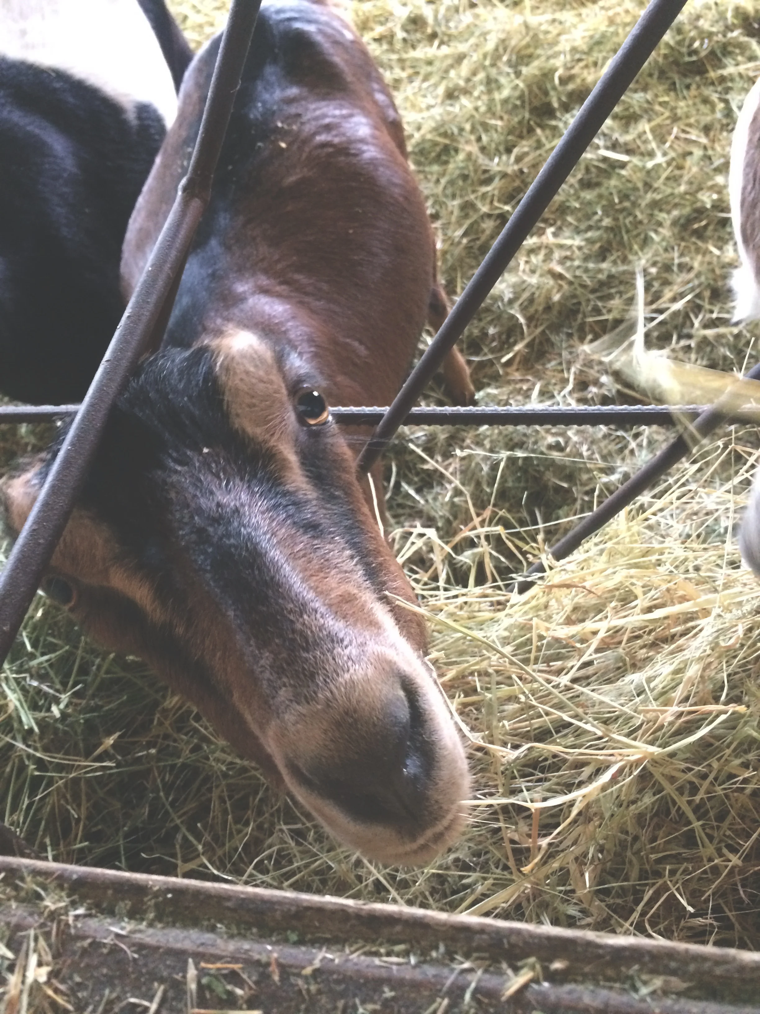 A goaty greeting