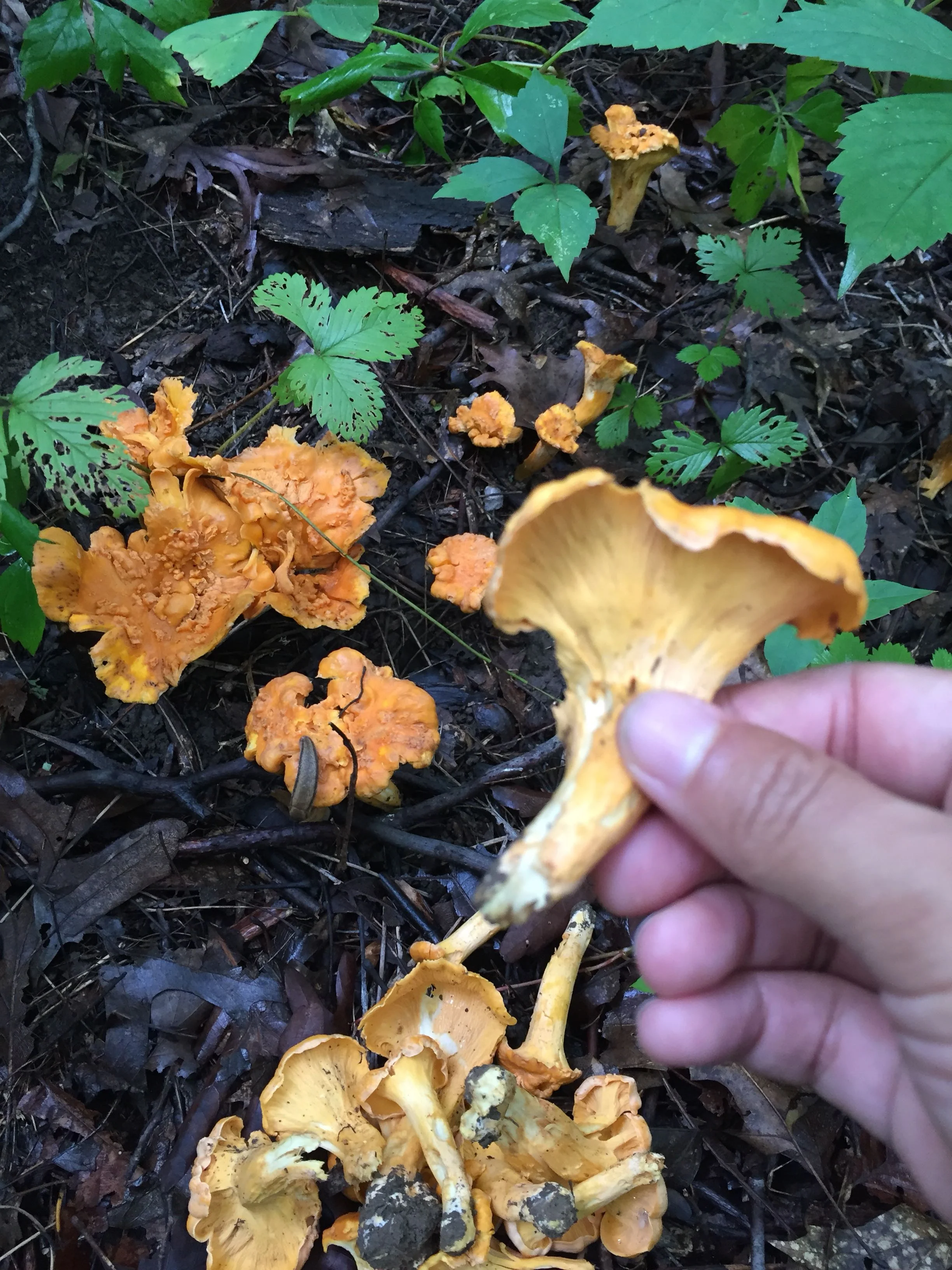 picking up a wild mushroom off the damp forest floor