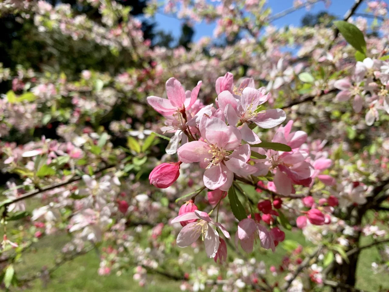 Crab apple