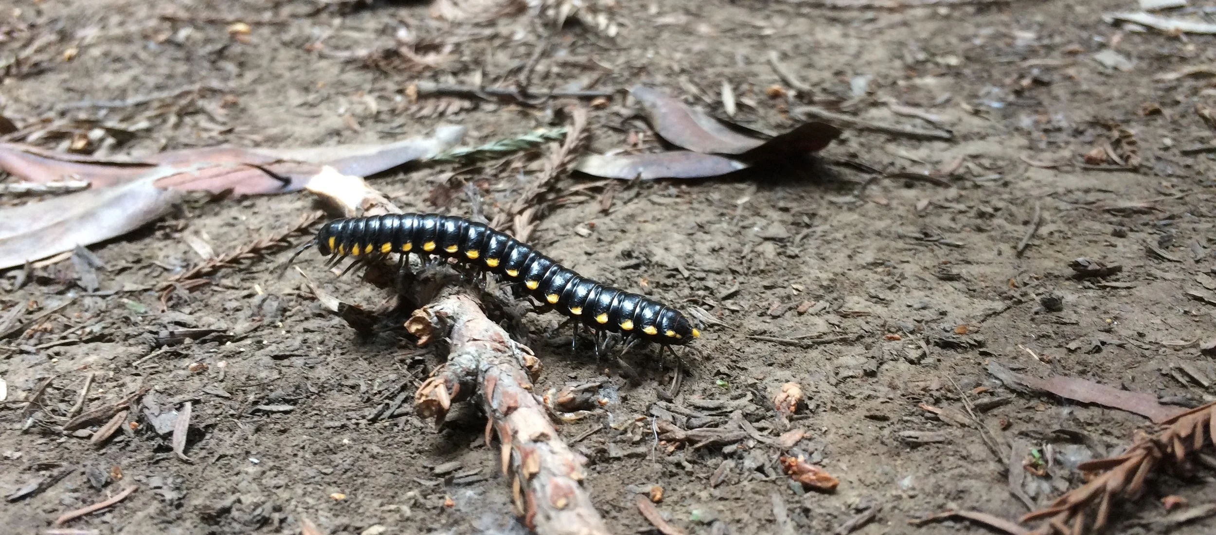 Bug walking through Hendy Woods.