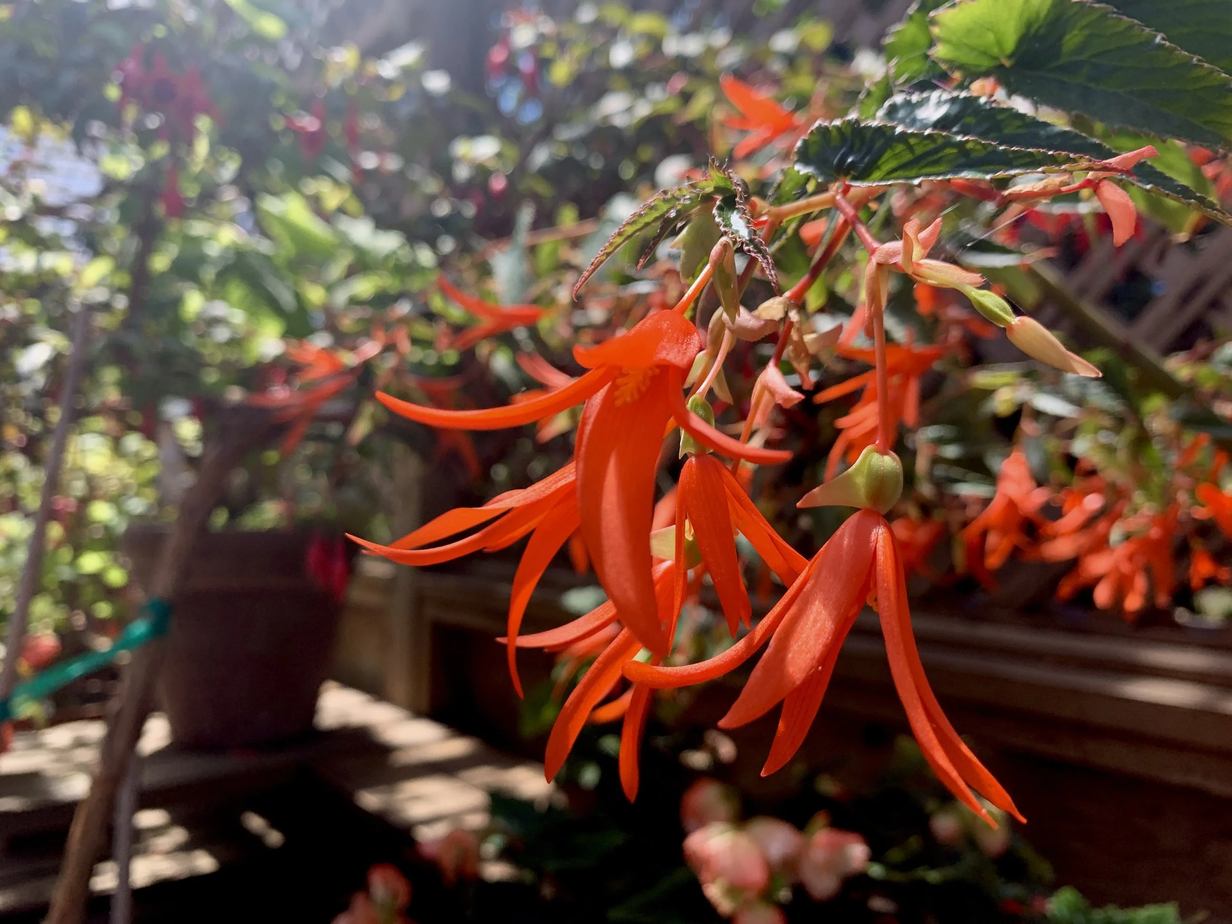 Fuschia