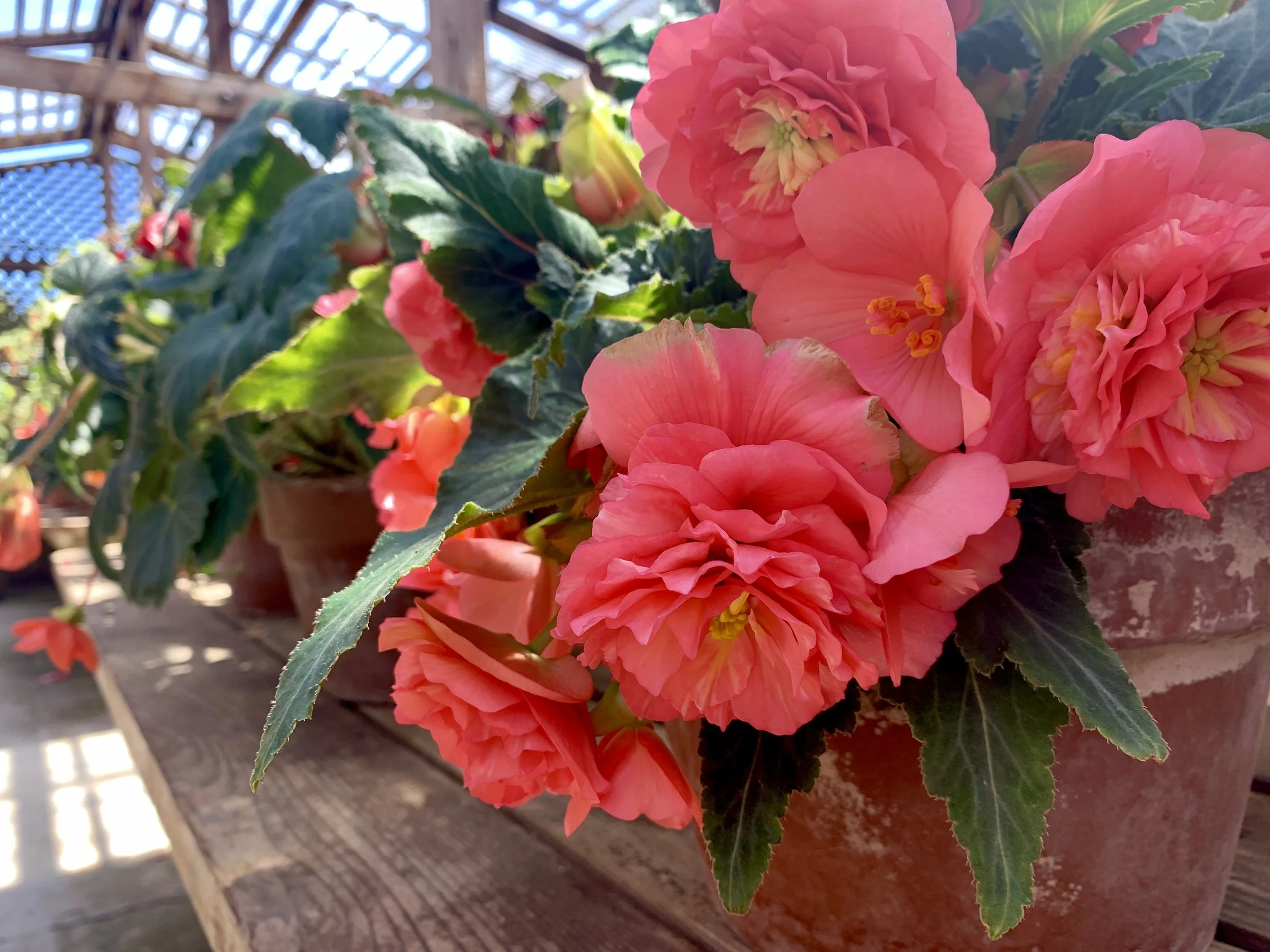 Begonia beauties