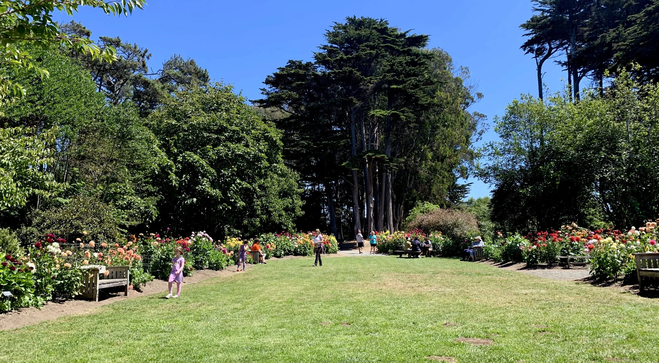 Looking out at the visitors in the dahlia garden from the dais at the far end.