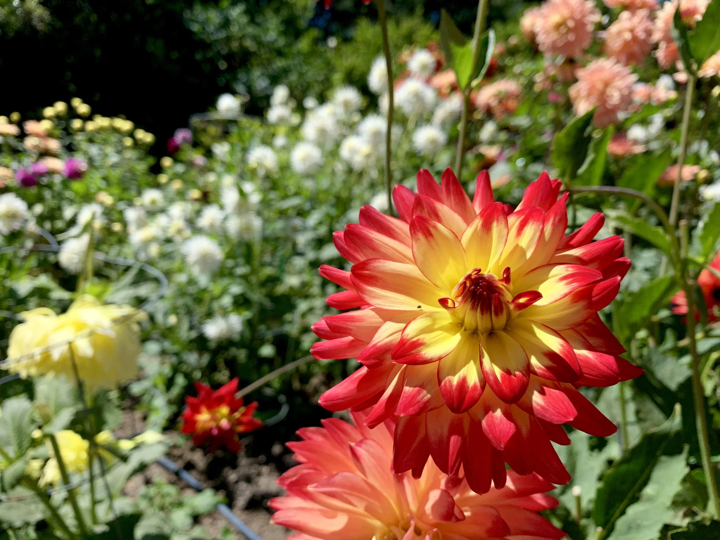 Glorious dahlias
