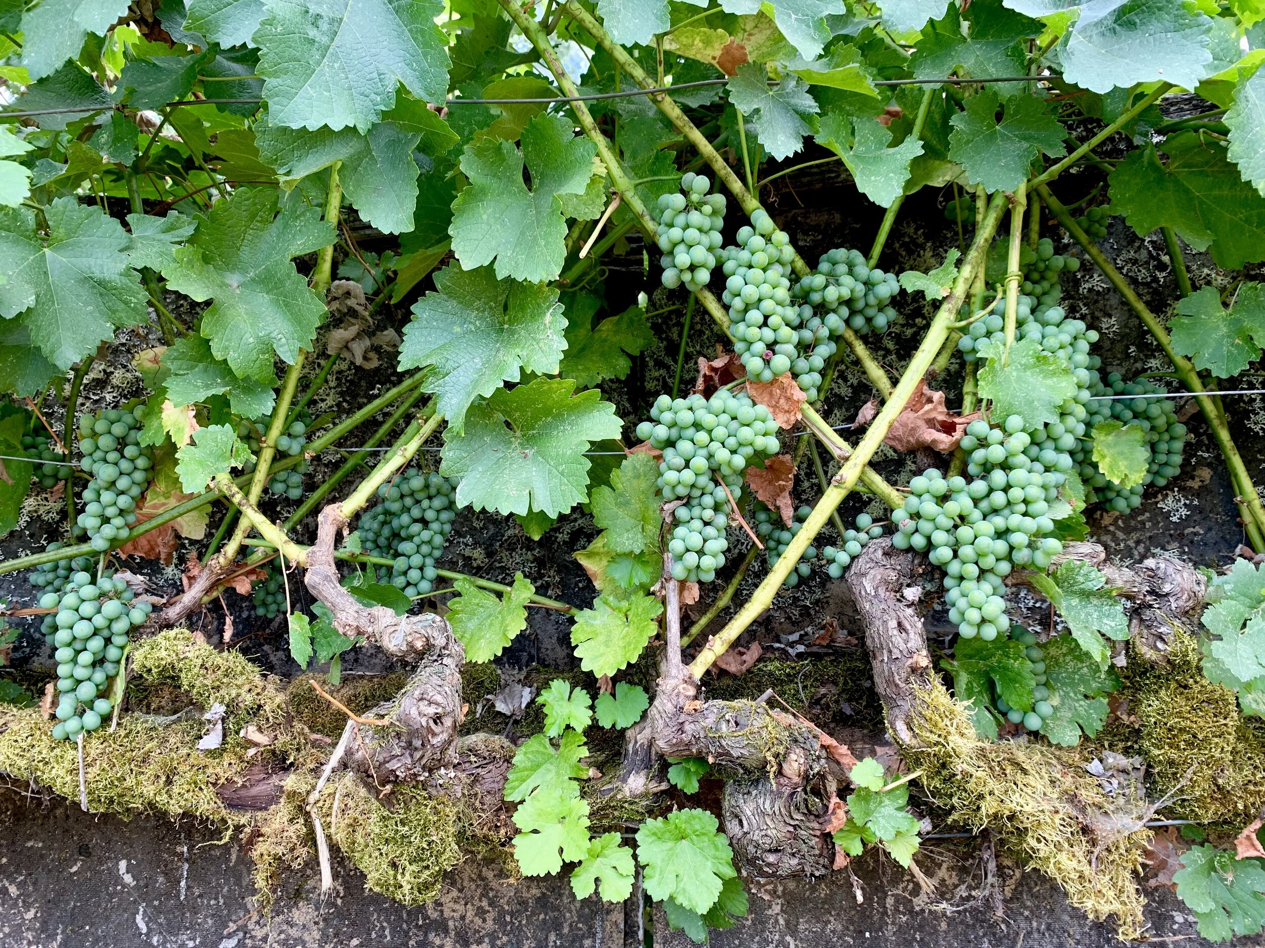 Mossy old Sauvignon Blanc vines twist across the back fence of the property.