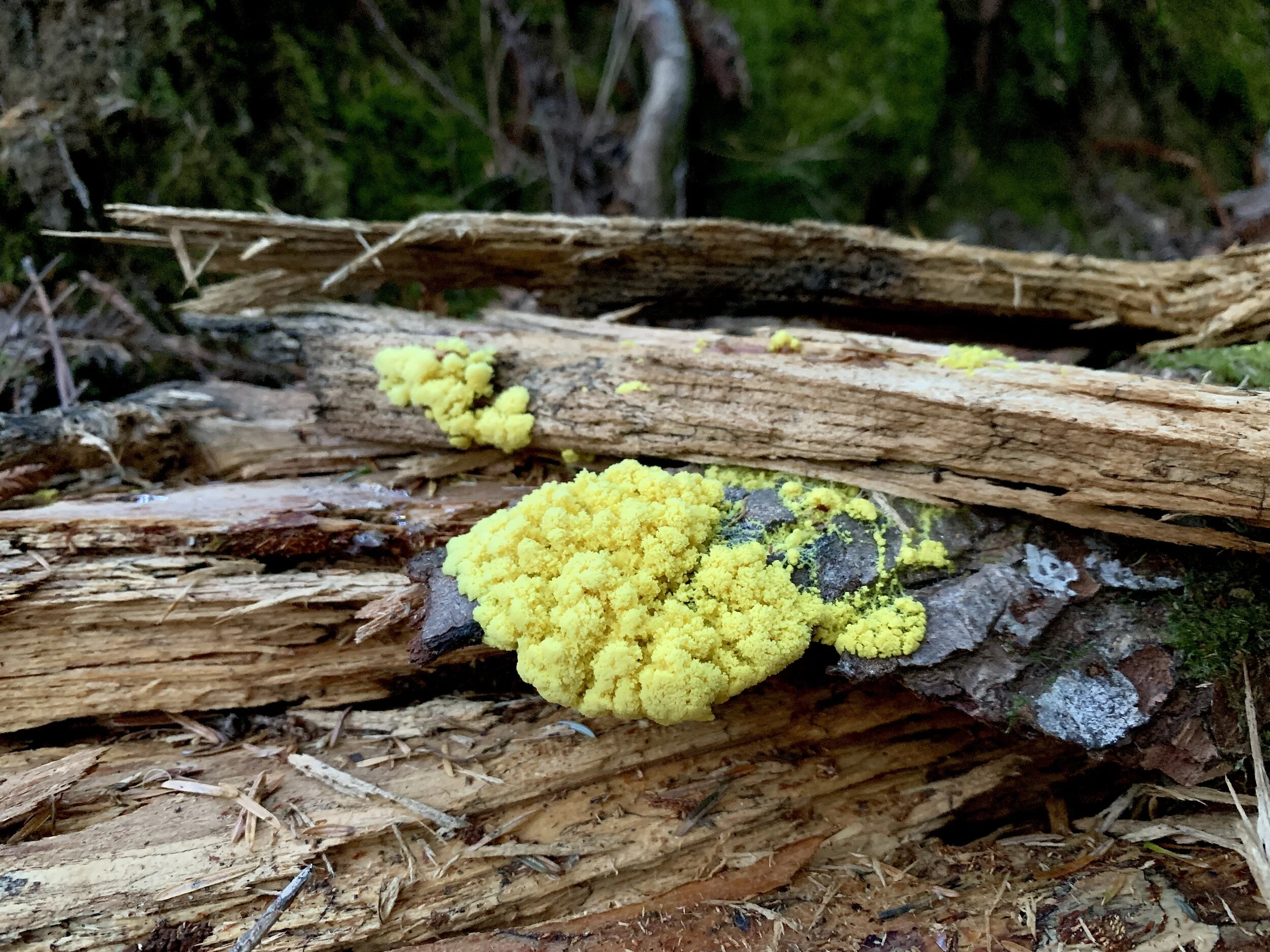 An eye-catching fungus peeking out from the wood chips along trail.