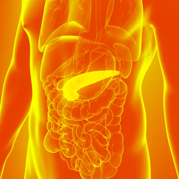 pancreas.jpg