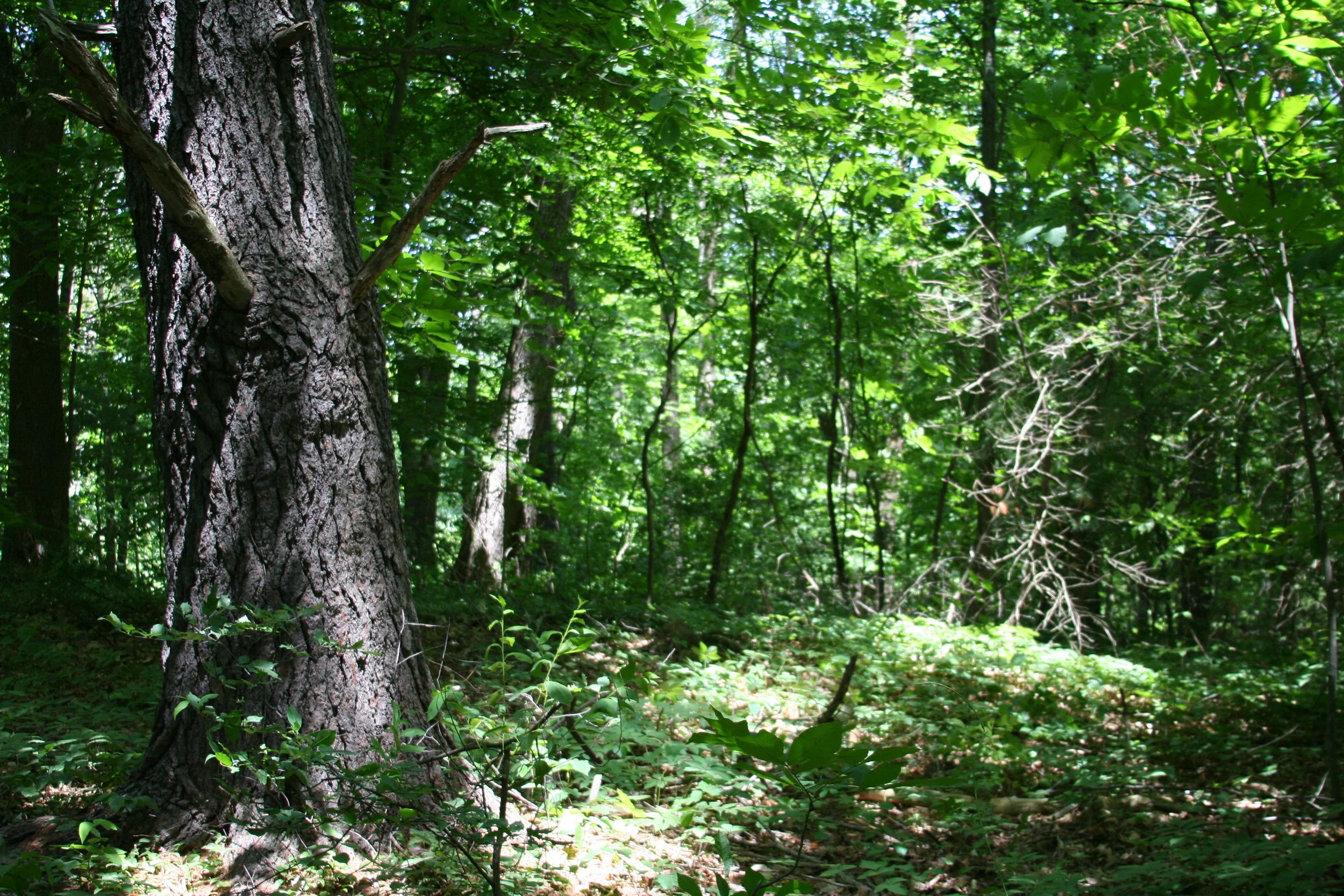 IMG_0335.JPG
