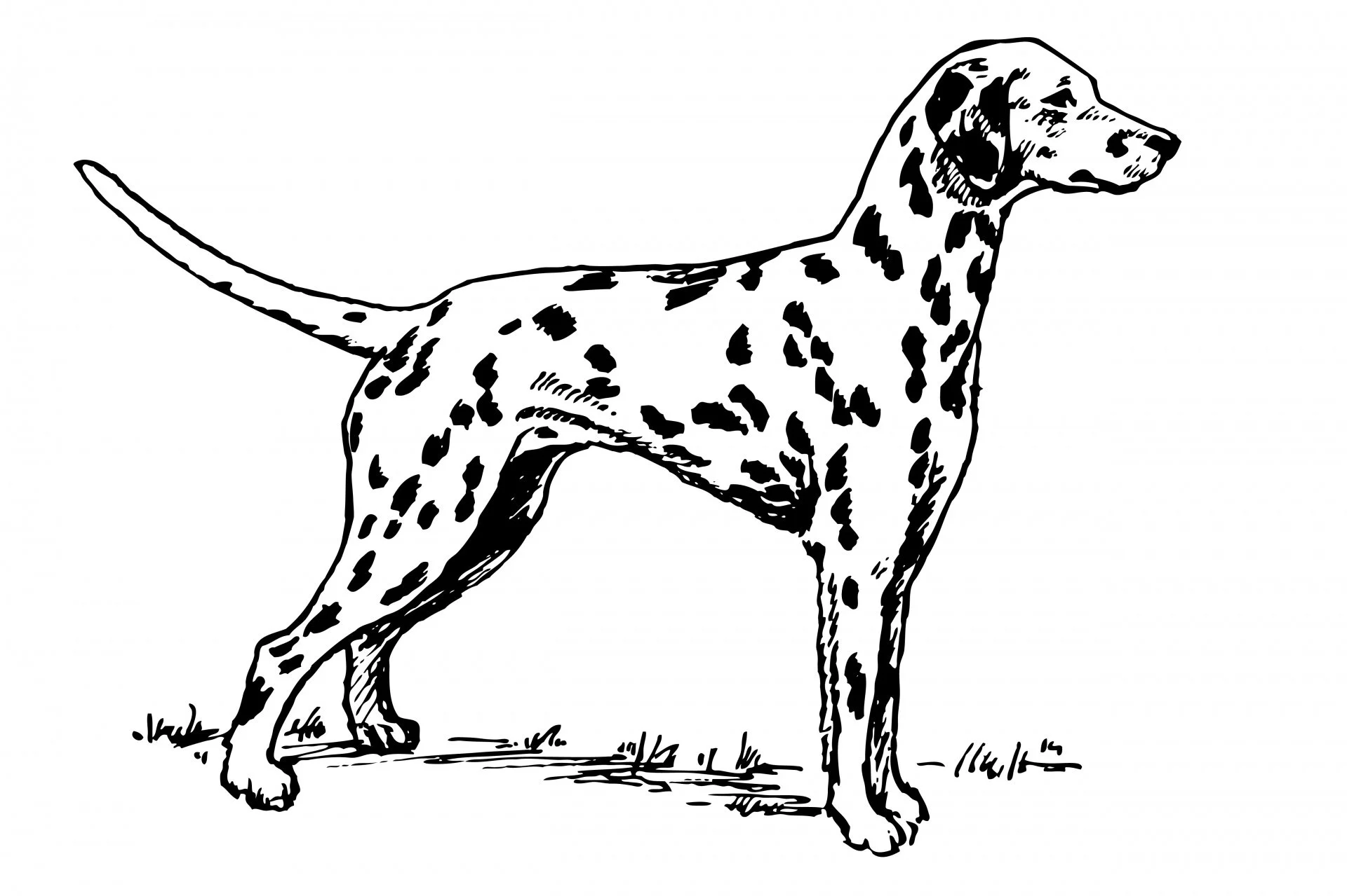 BTA/BOLT Dog Show!