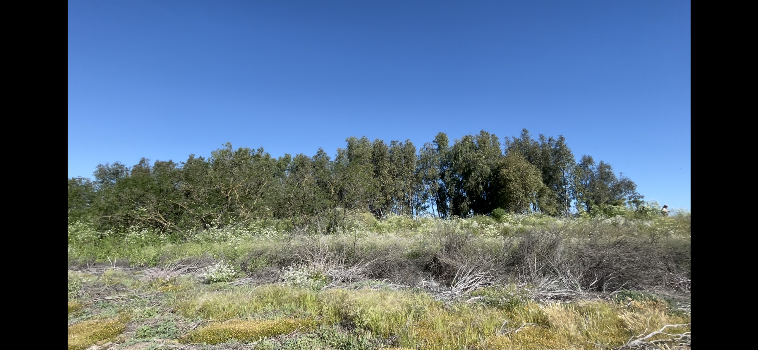 Before shot of a large grove of Eucalyptus Trees