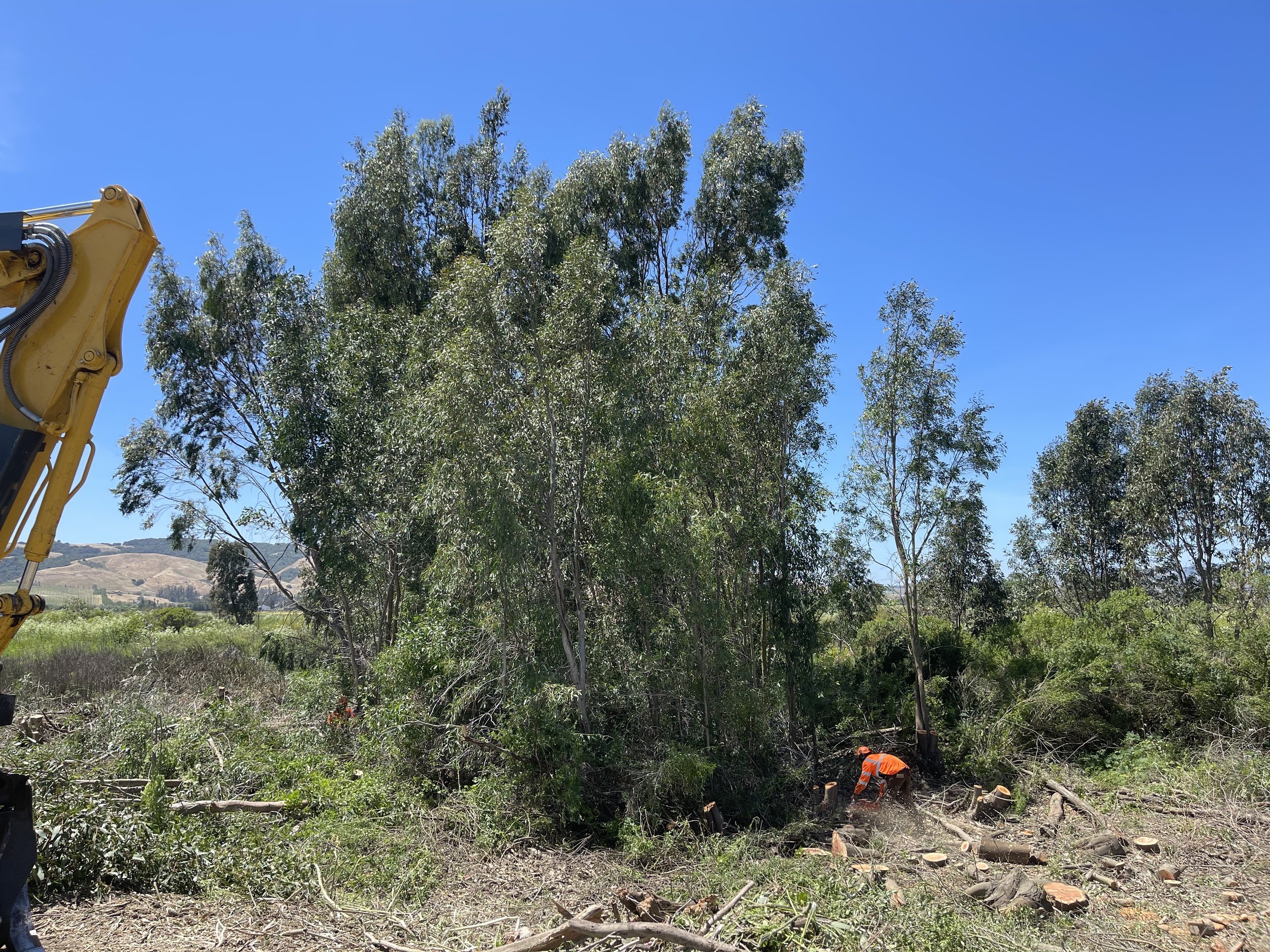 Our felling crew out getting the last bunch of trees.