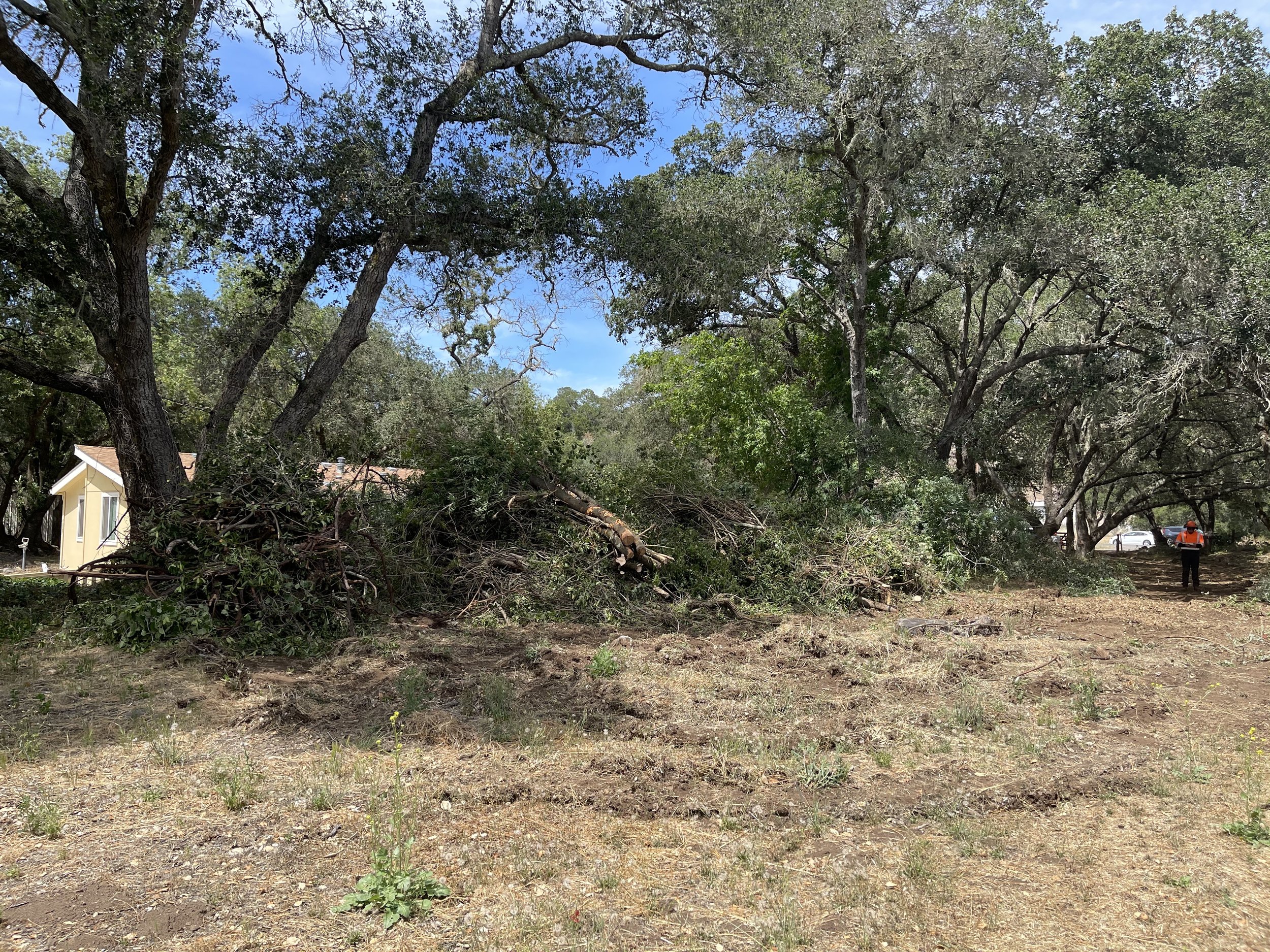 More large piles of vegetation staged for our processing crew