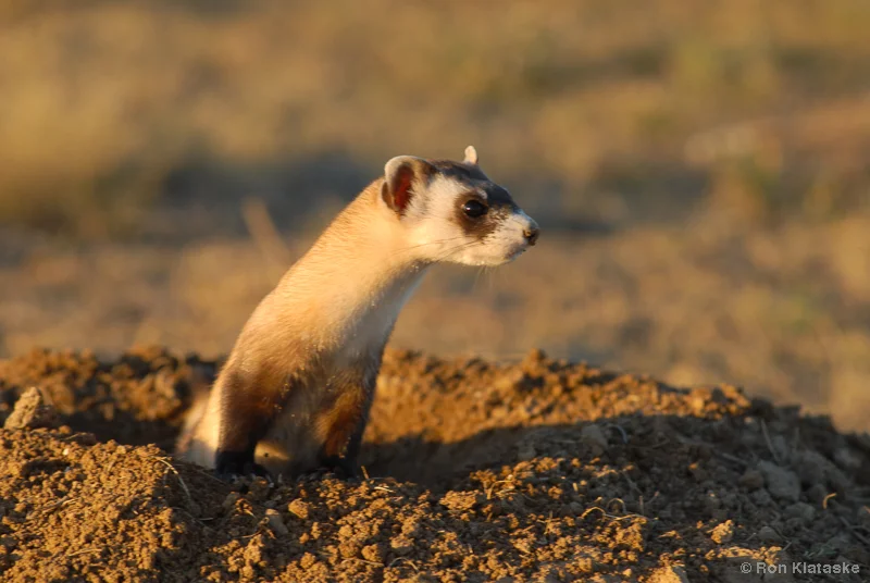 Black-footed Ferret by Ron Klataske