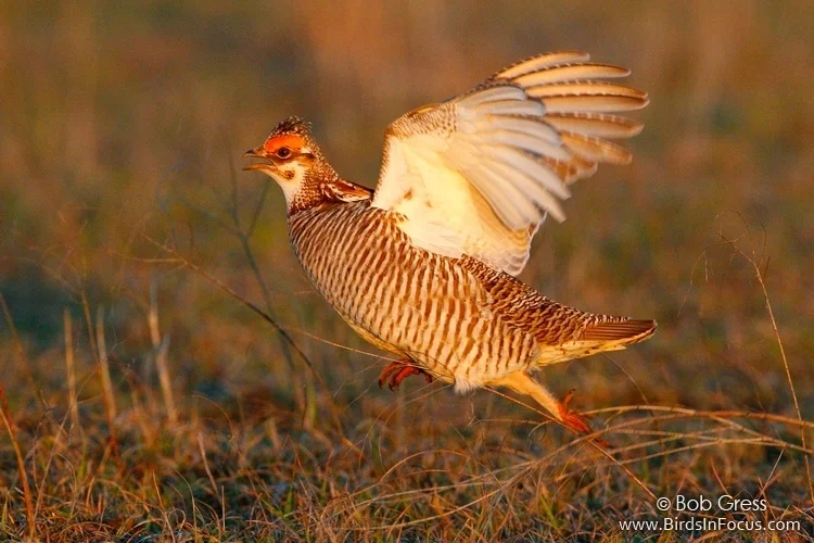 Lesser Prairie-chicken by Bob Gress.jpg