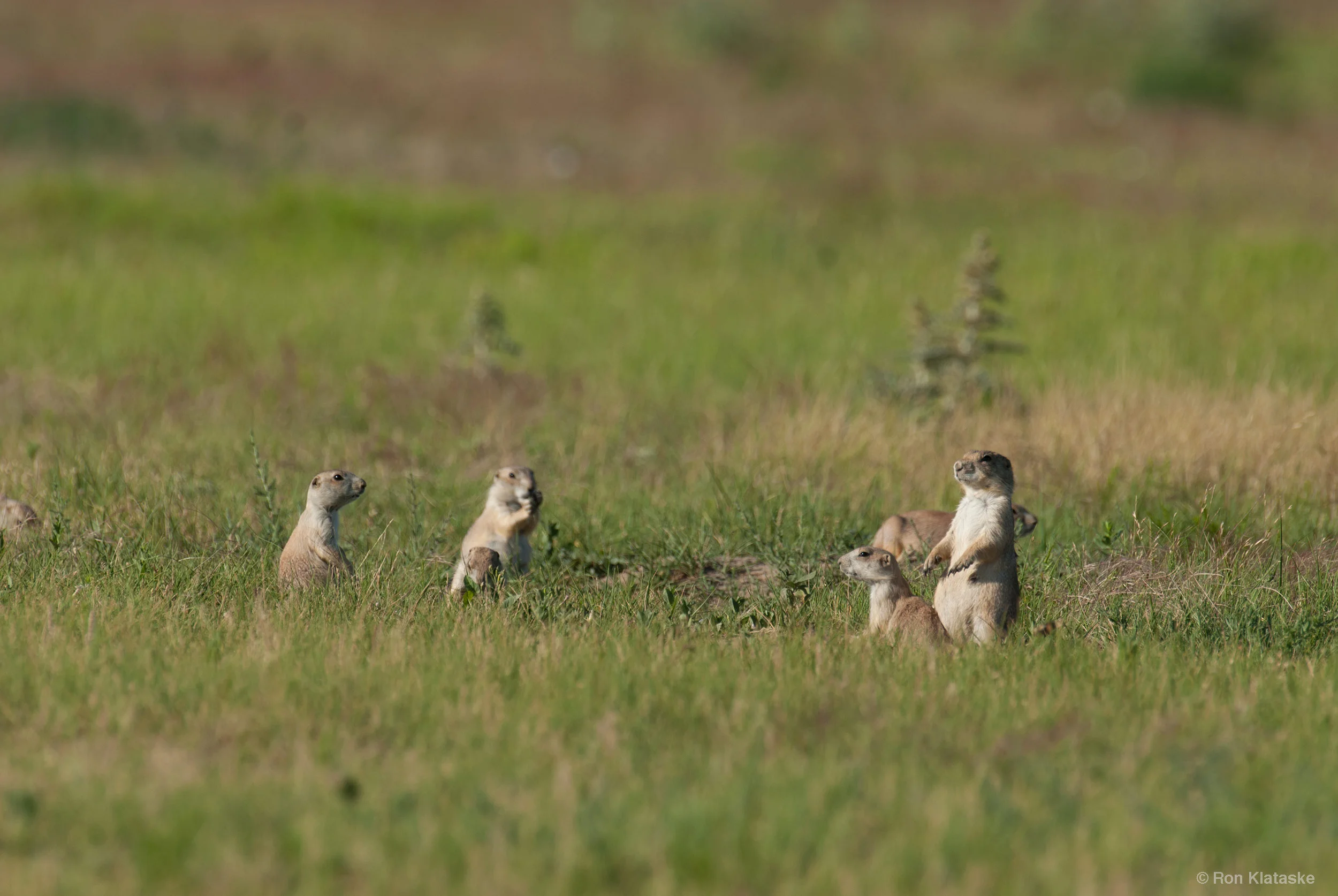 Black-tailed Prairie Dogs. Photo by Ron Klataske