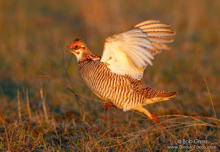 Lesser Prairie-chicken. Photo by Bob Gress .