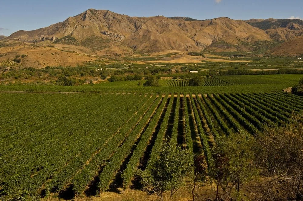 Cottanera vineyard.jpg