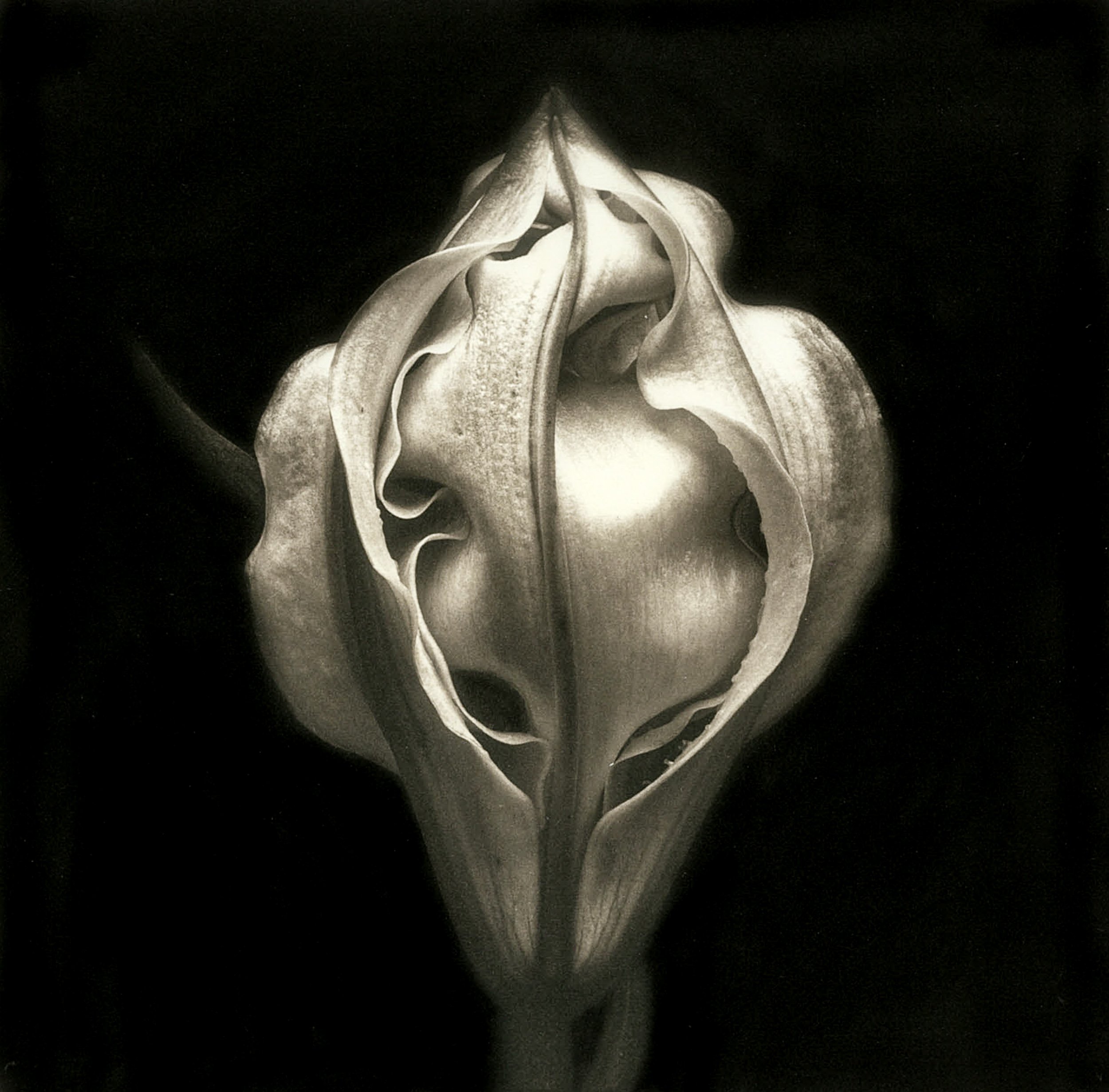 Platinum Palladium on Arches Platine