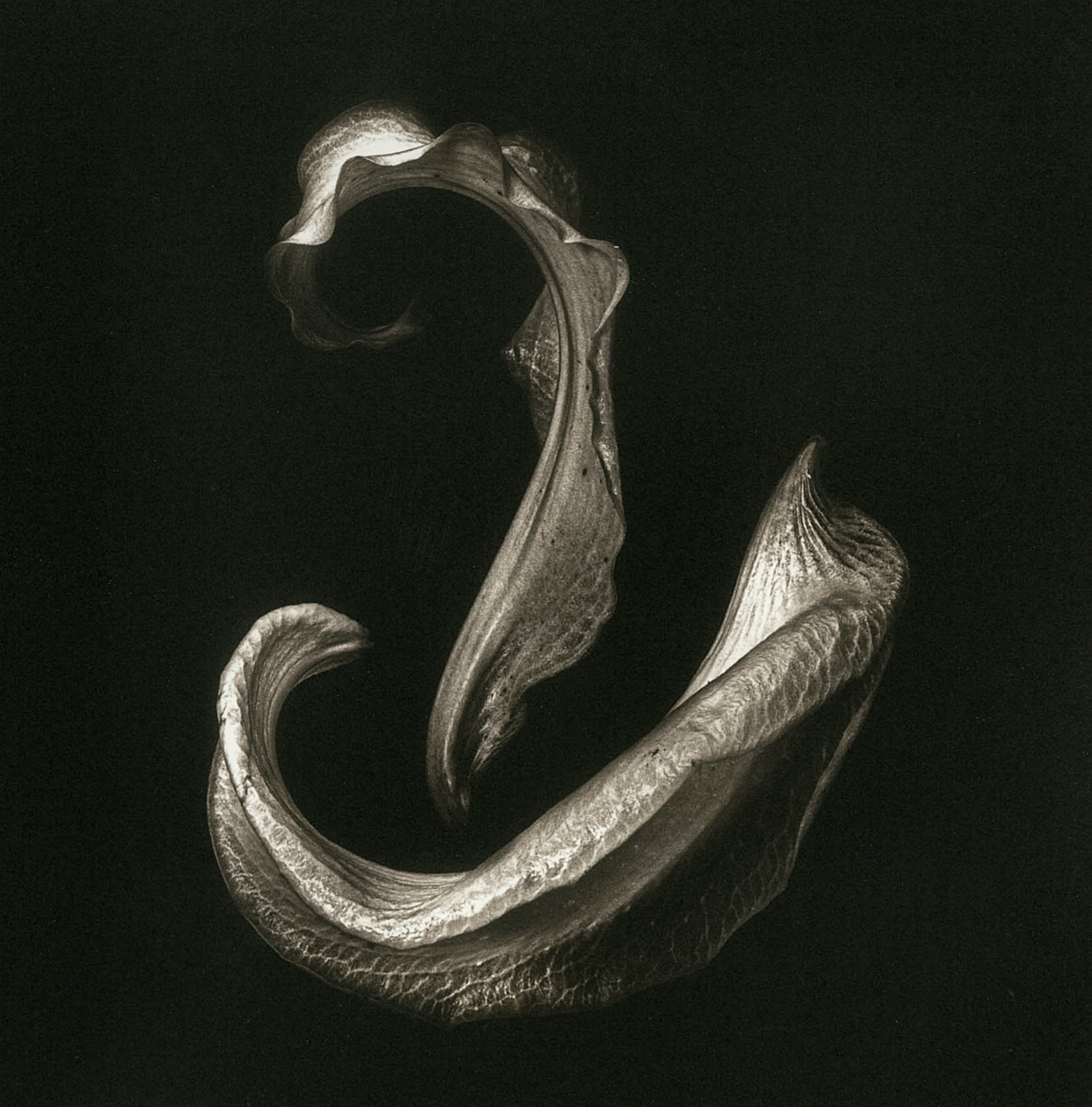 Platinum Palladium on Arches Platine