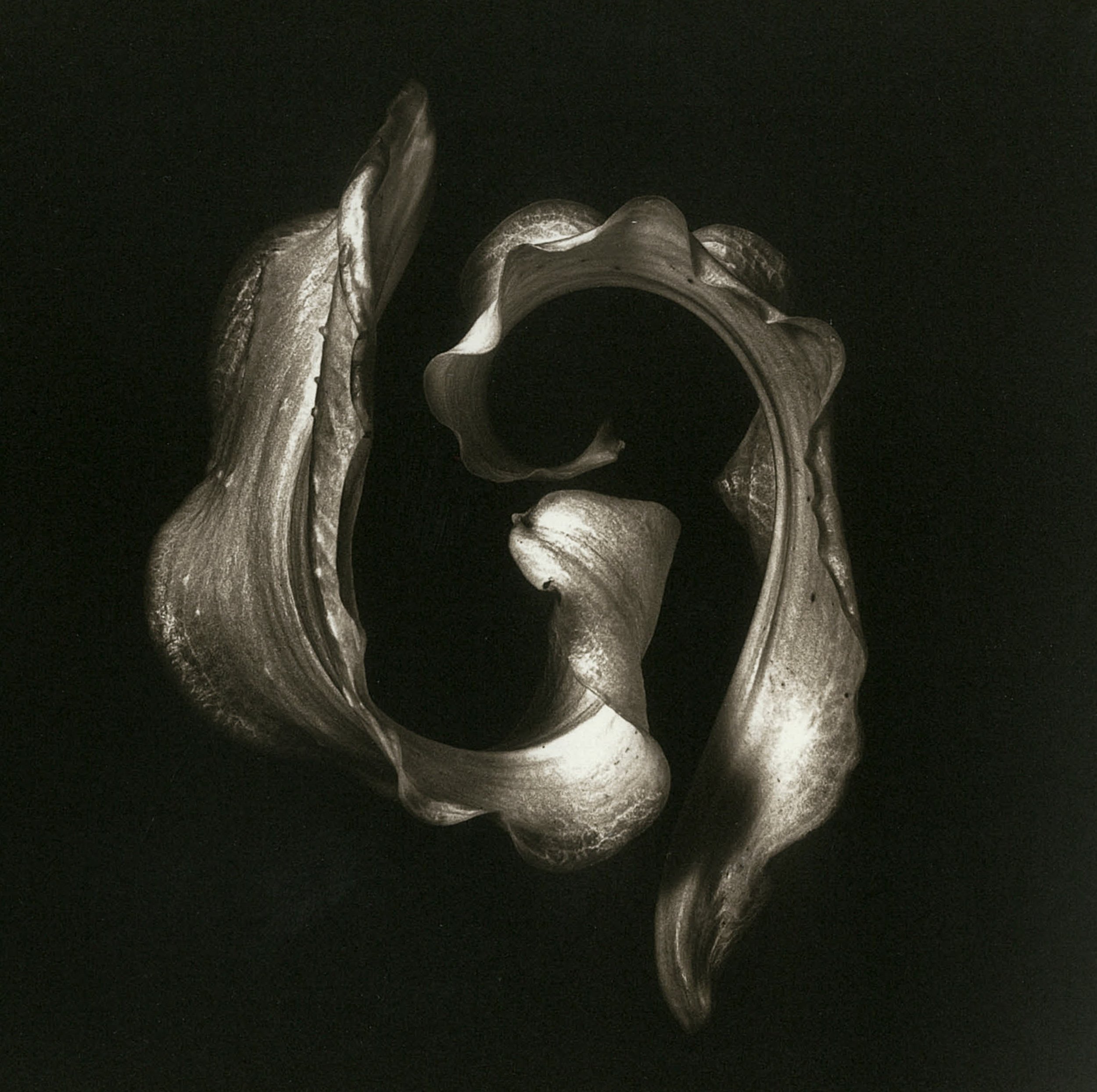 Platinum Palladium on Arches Platine