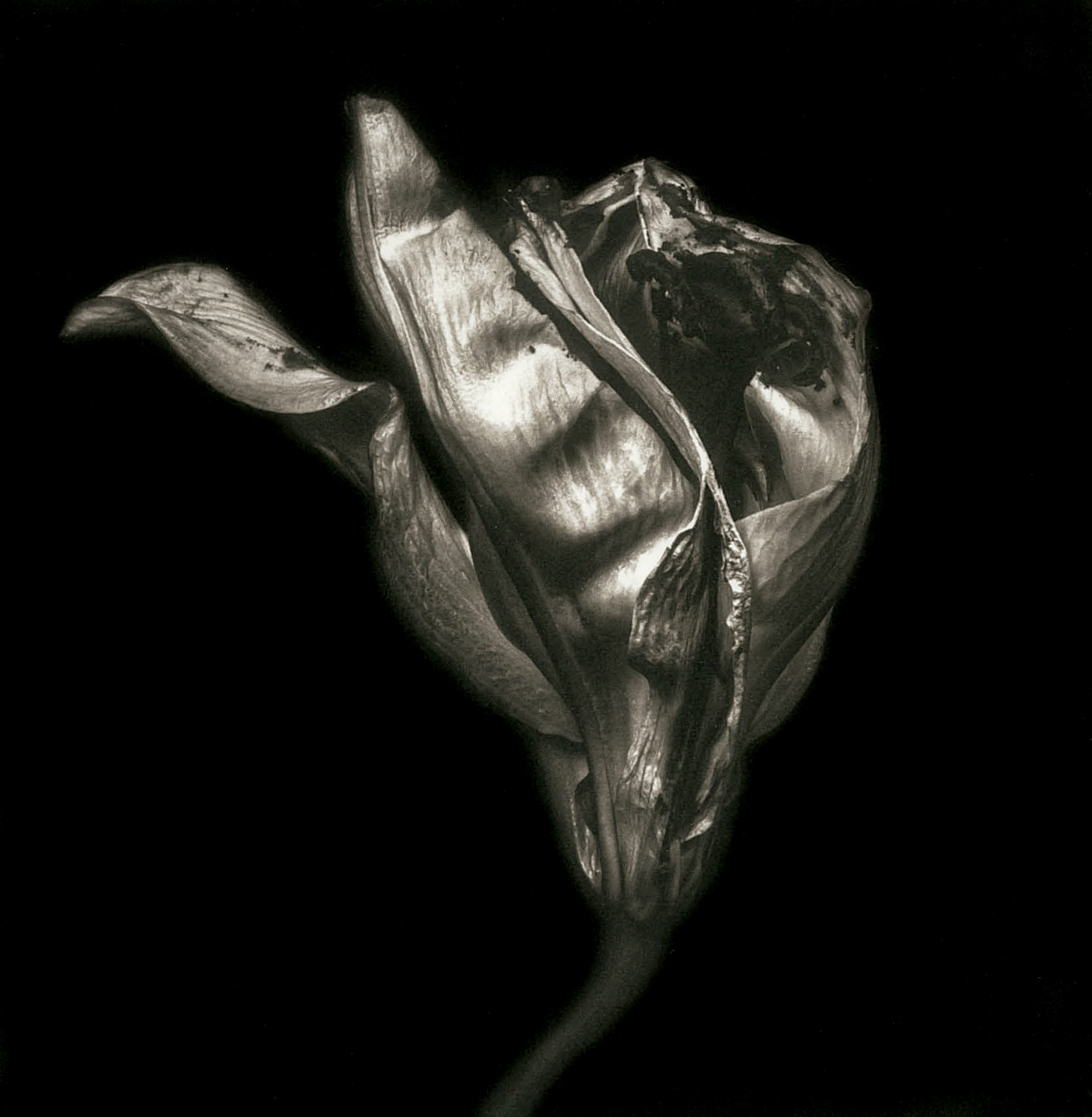 Aging Lily #2.2